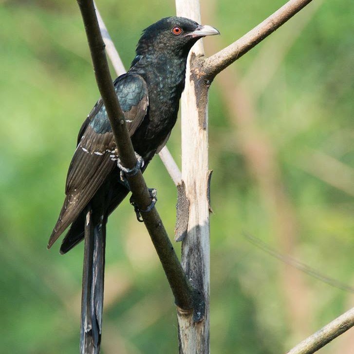 Asian Koel