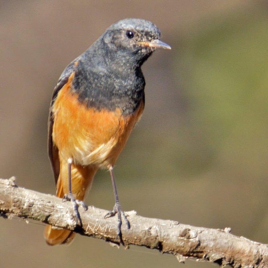 Black Redstart