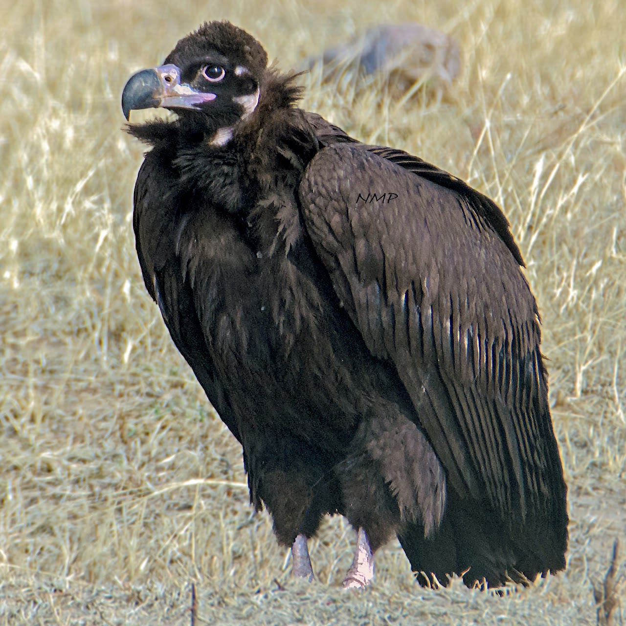 Cinereous Vulture