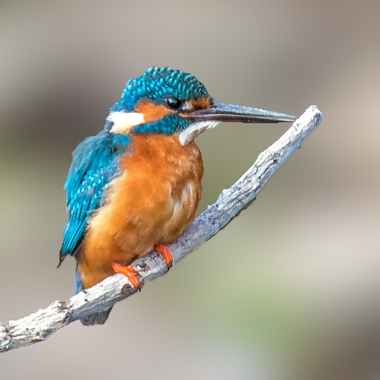 Common  kingfisher 