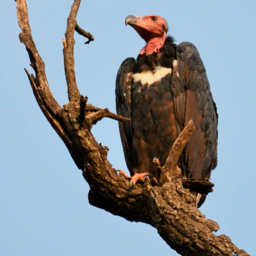 Red Headed Vulture