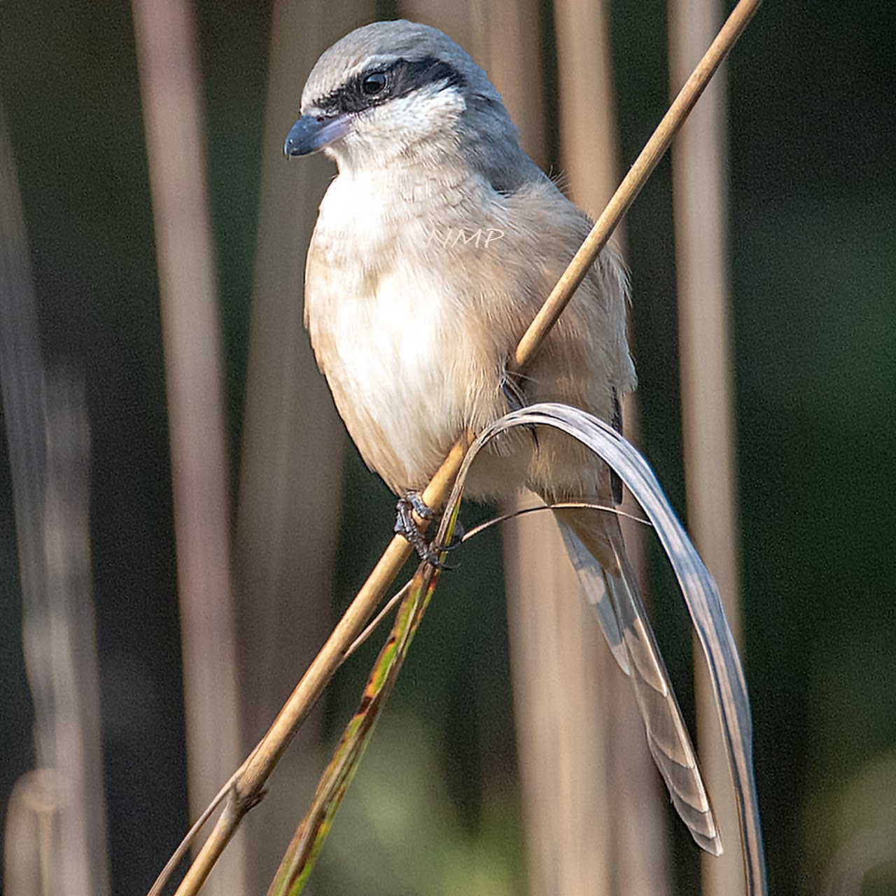 shrike