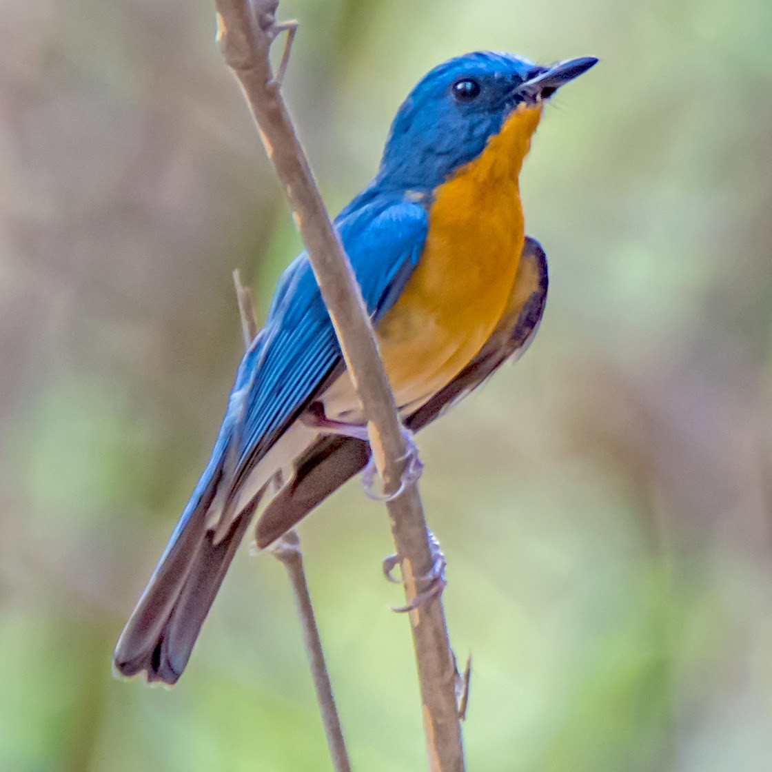 Tickells Blue Flycatcher