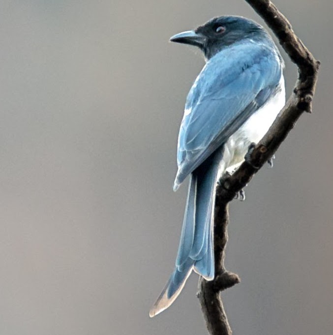 White-bellied drongo