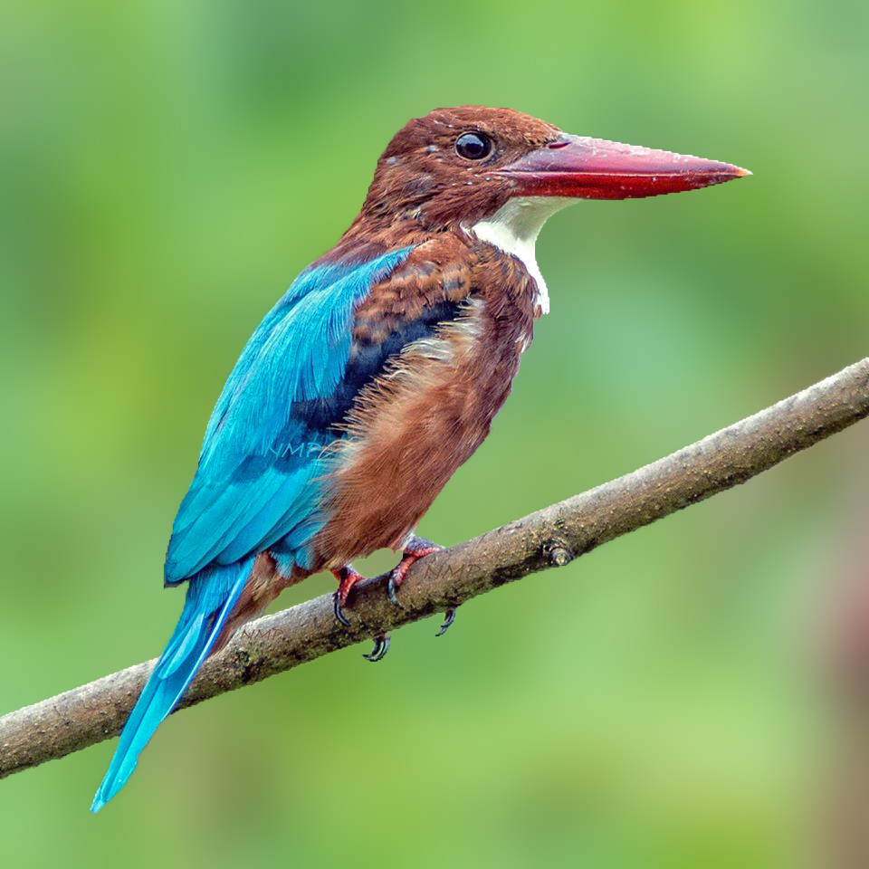 White-throated kingfisher 