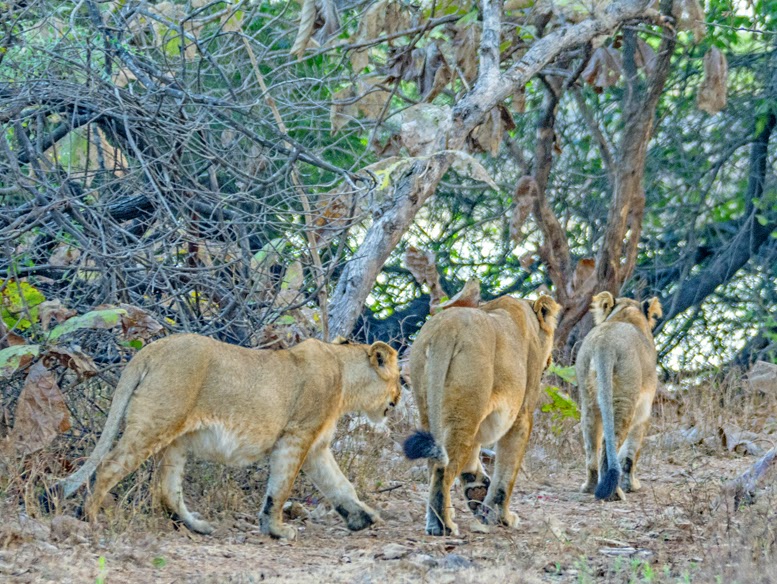Lioness with 2 cubs from Gir National Park, Gujarat, India.